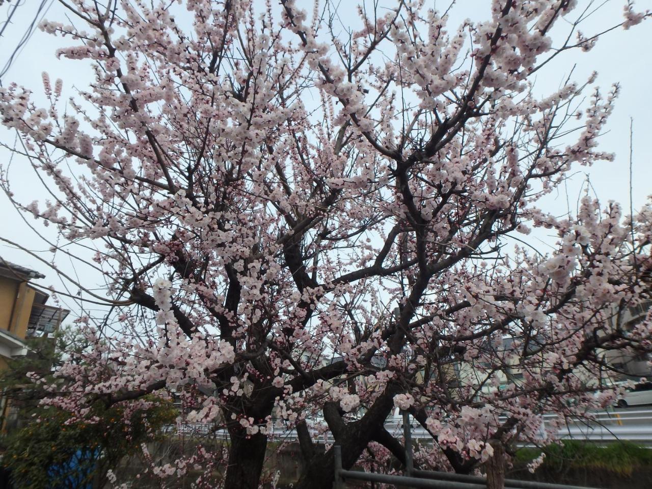 Kyo No Yado Nishioji Hotel Kyoto Bagian luar foto